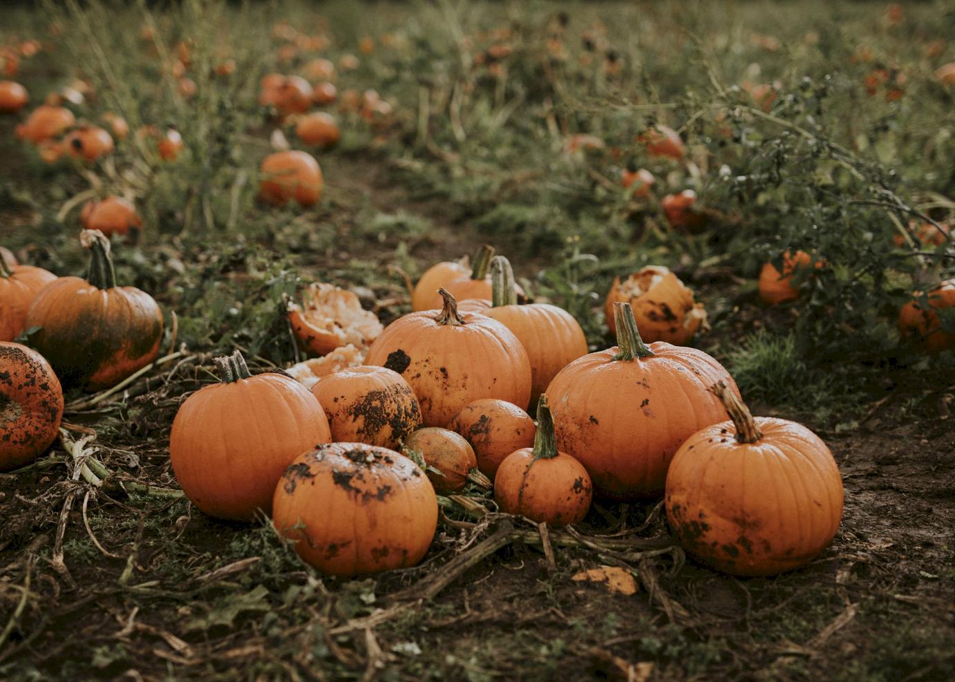 Halloween in Hudson Valley: Getting Spooky Through the Vines