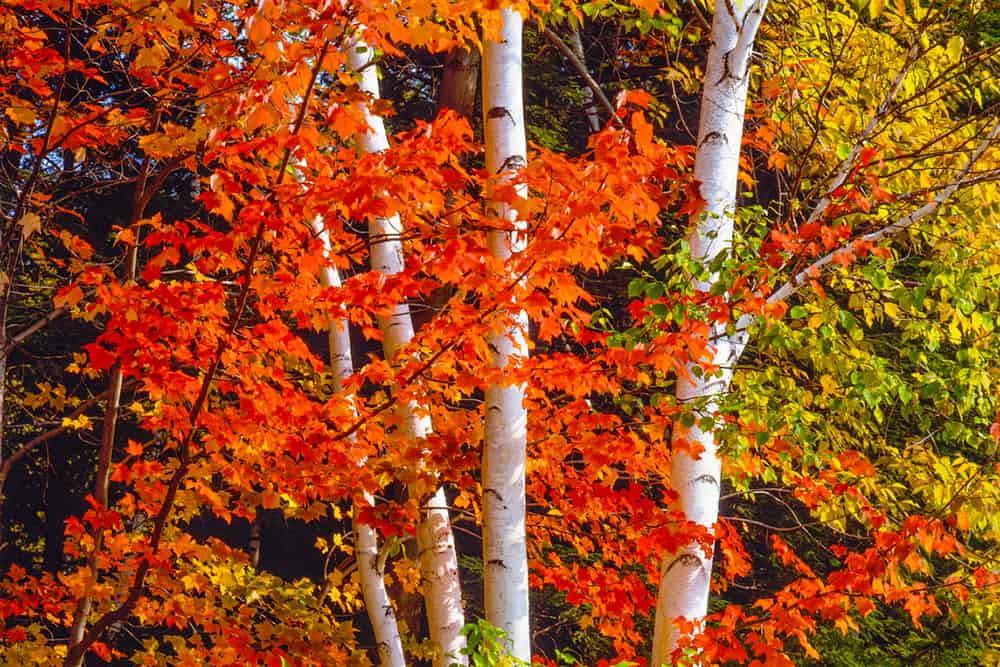 4 Stunning Places to See Fall Foliage in Westchester County