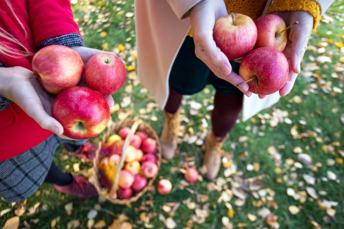 Apple Orchards in the Hudson Valley: A Guide to Apple-Picking Season
